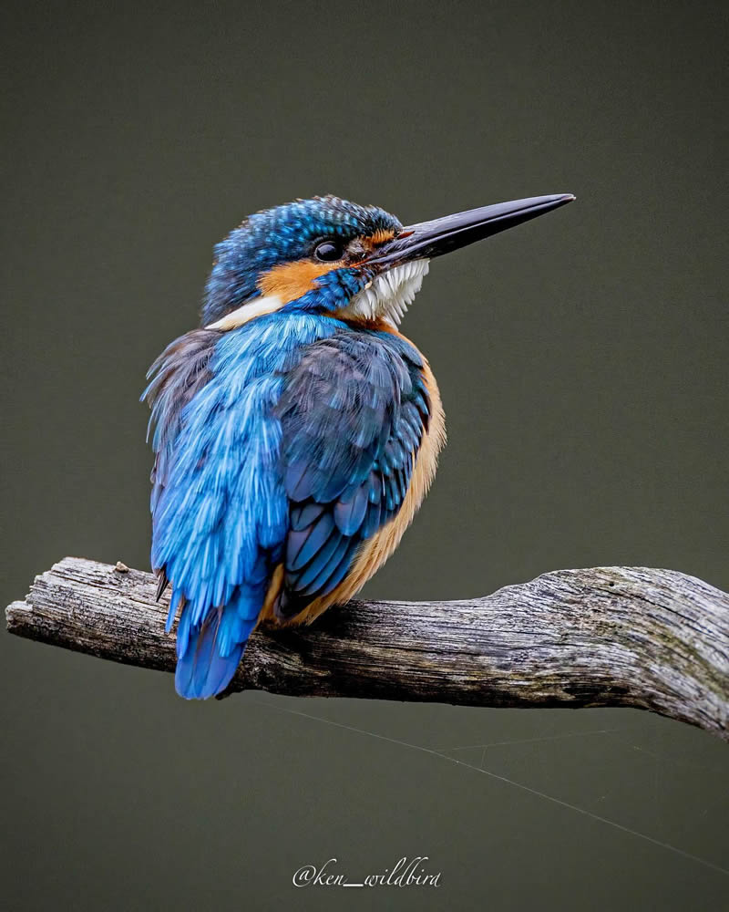 Kingfisher Bird Photography By Ken