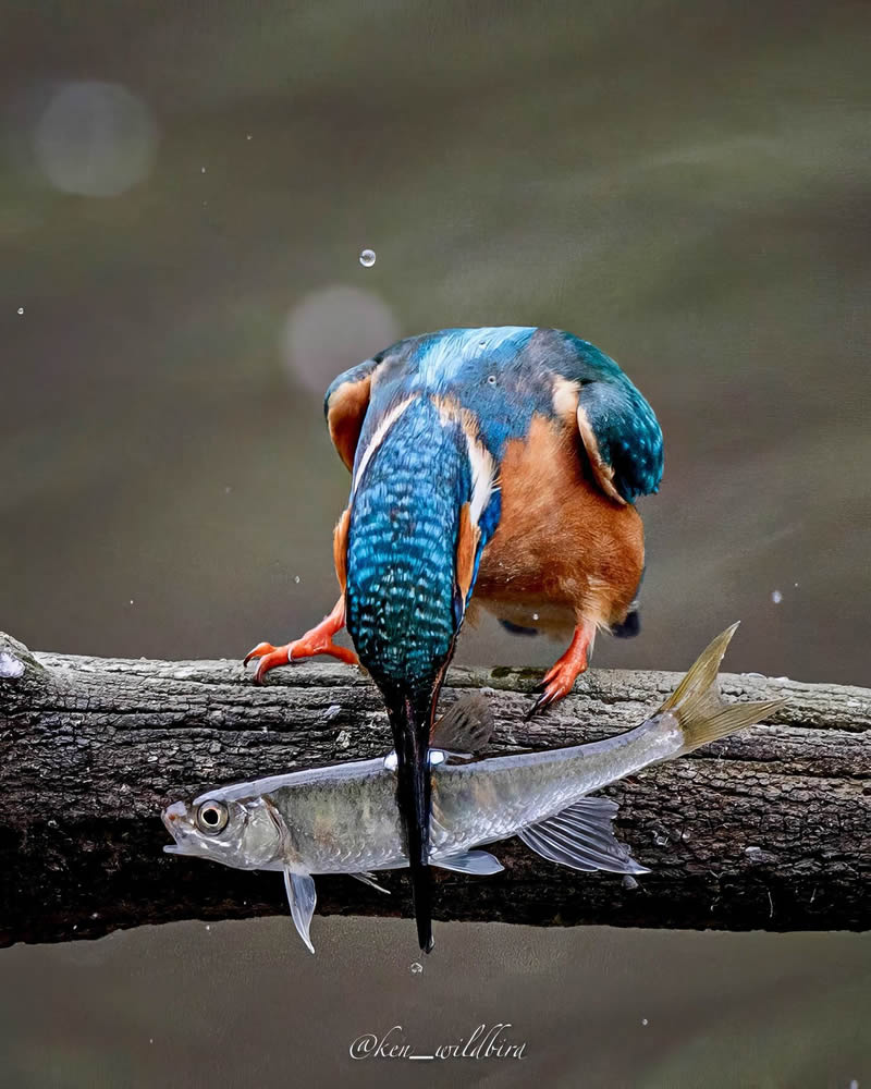 Kingfisher Bird Photography By Ken