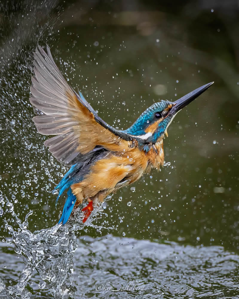 Kingfisher Bird Photography By Ken