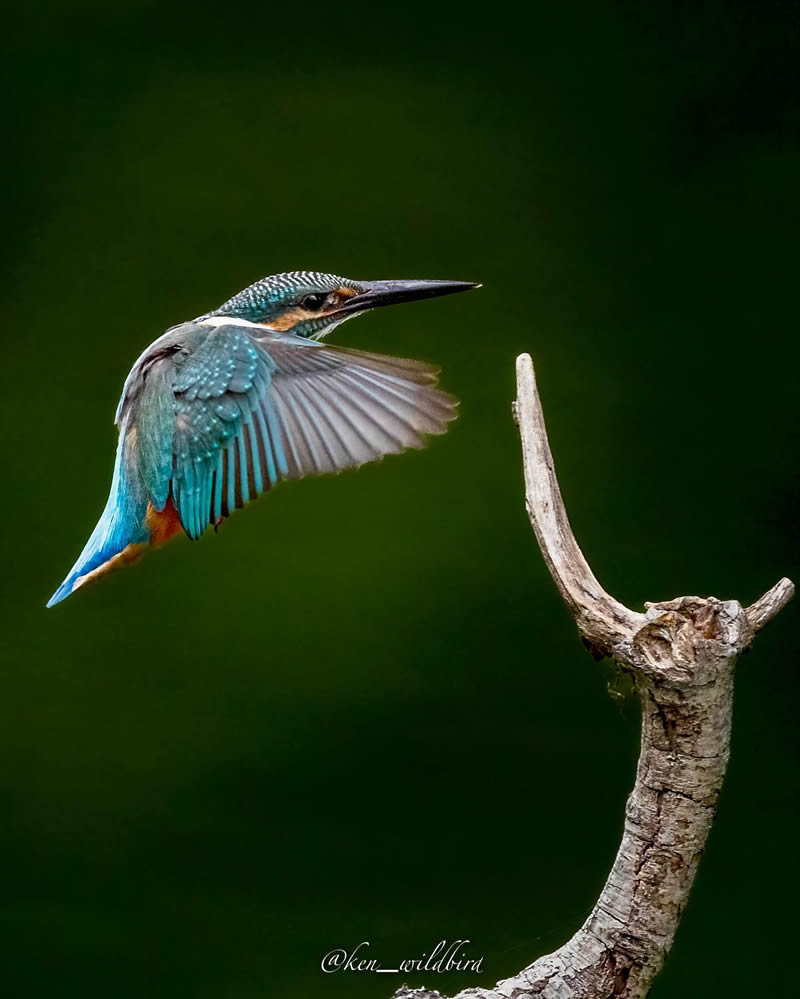 Kingfisher Bird Photography By Ken