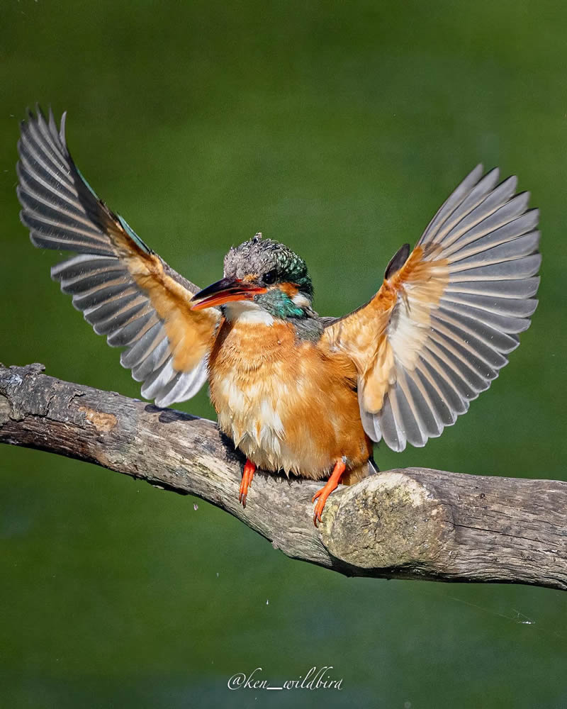 Kingfisher Bird Photography By Ken