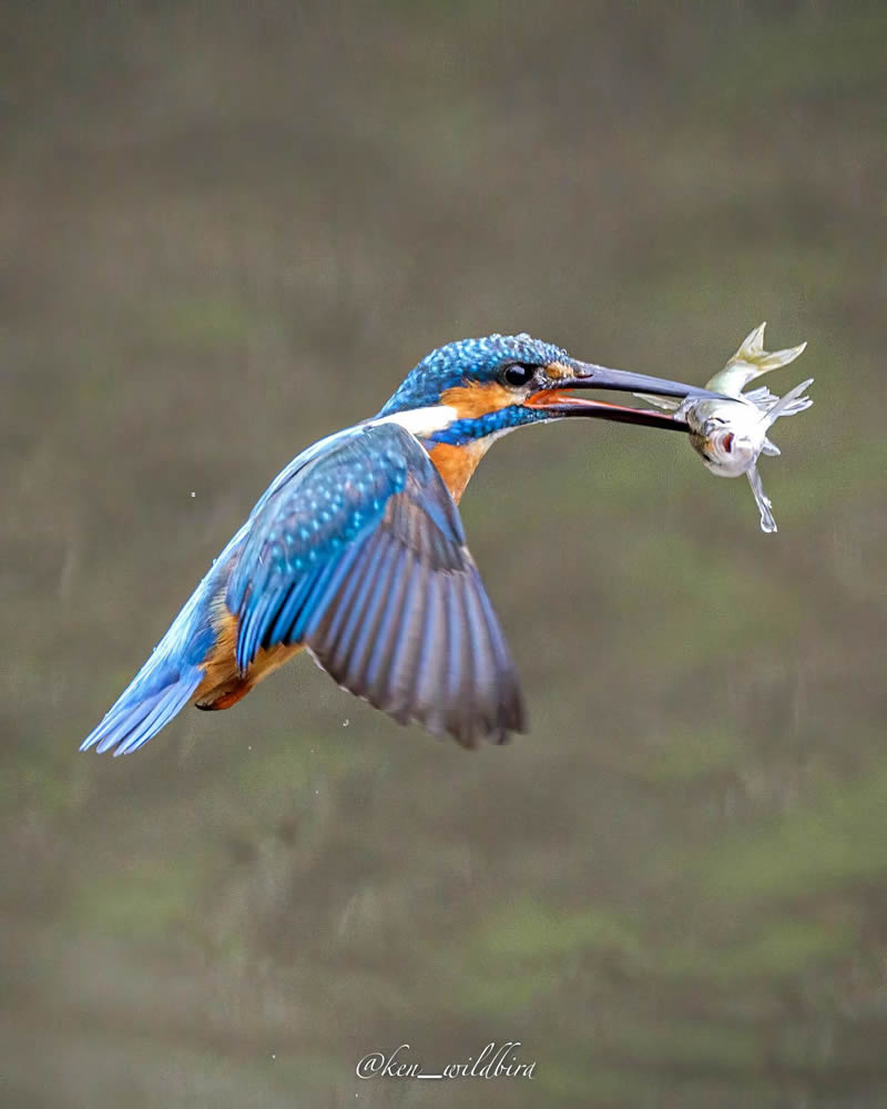 Japanese Bird Photographer Ken Captures Stunning Photos Of Kingfisher In Their Natural Habbitat