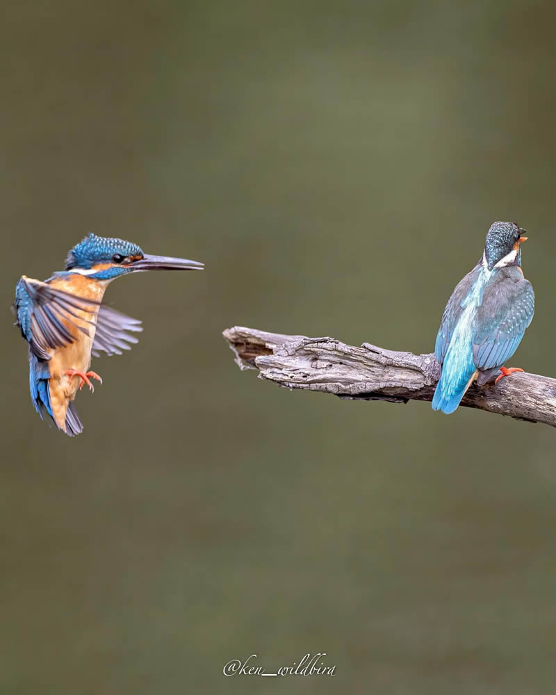 Kingfisher Bird Photography By Ken