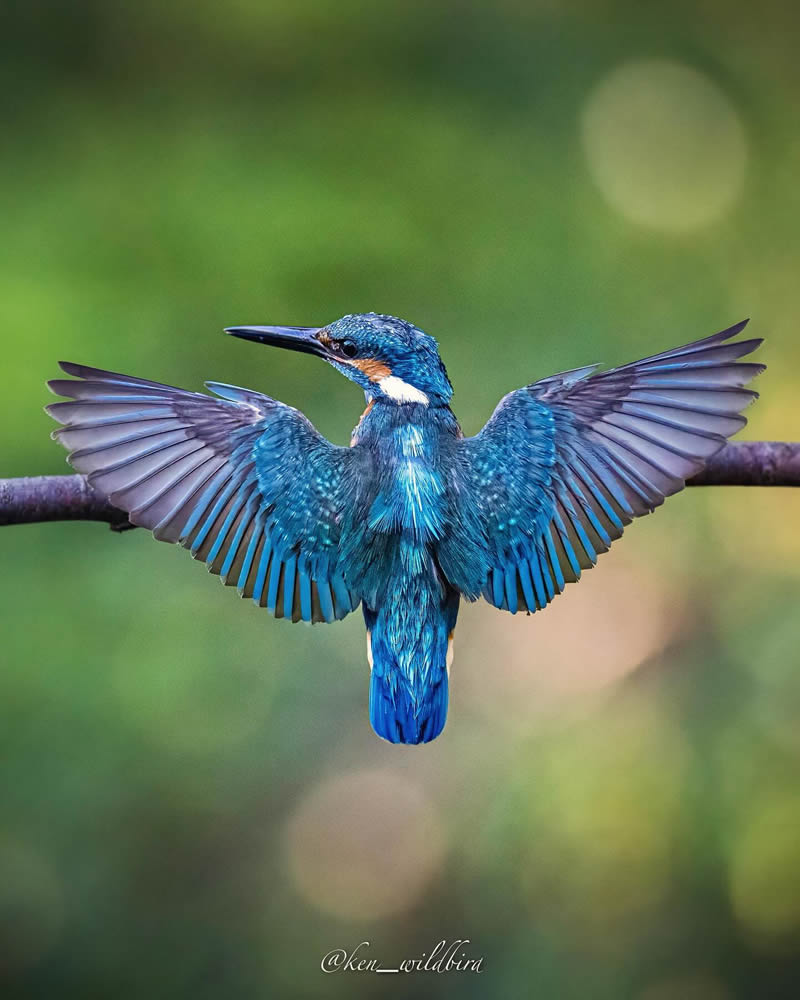 Kingfisher Bird Photography By Ken