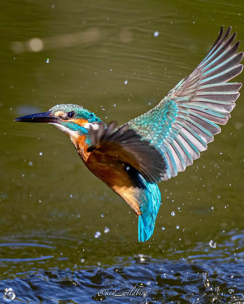 Kingfisher Bird Photography By Ken