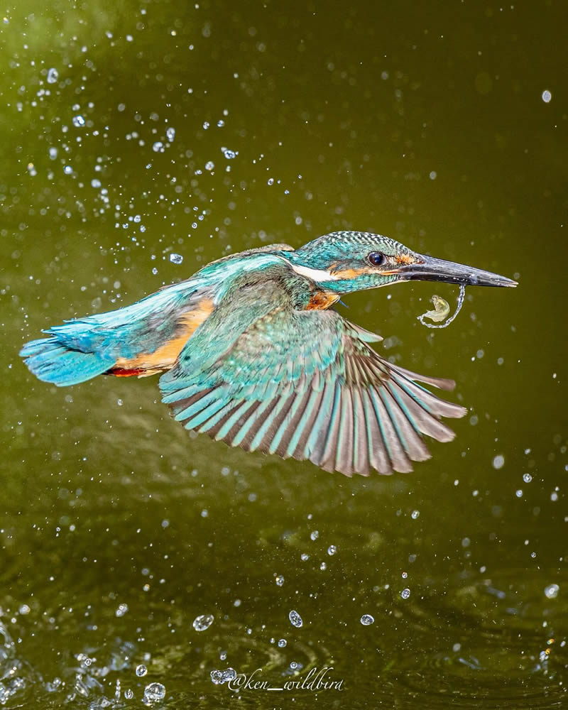 Kingfisher Bird Photography By Ken