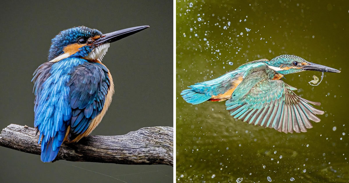 Japanese Bird Photographer Ken Captures Stunning Photos Of Kingfisher In Their Natural Habbitat