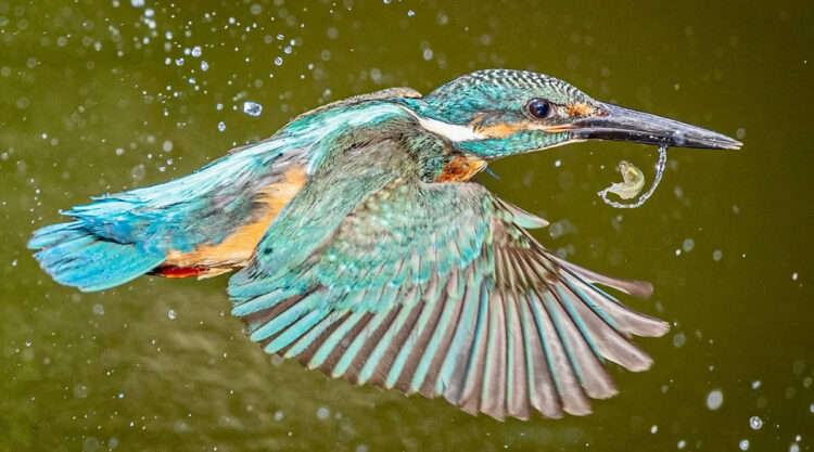 Kingfisher Bird Photography By Ken