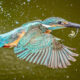 Kingfisher Bird Photography By Ken