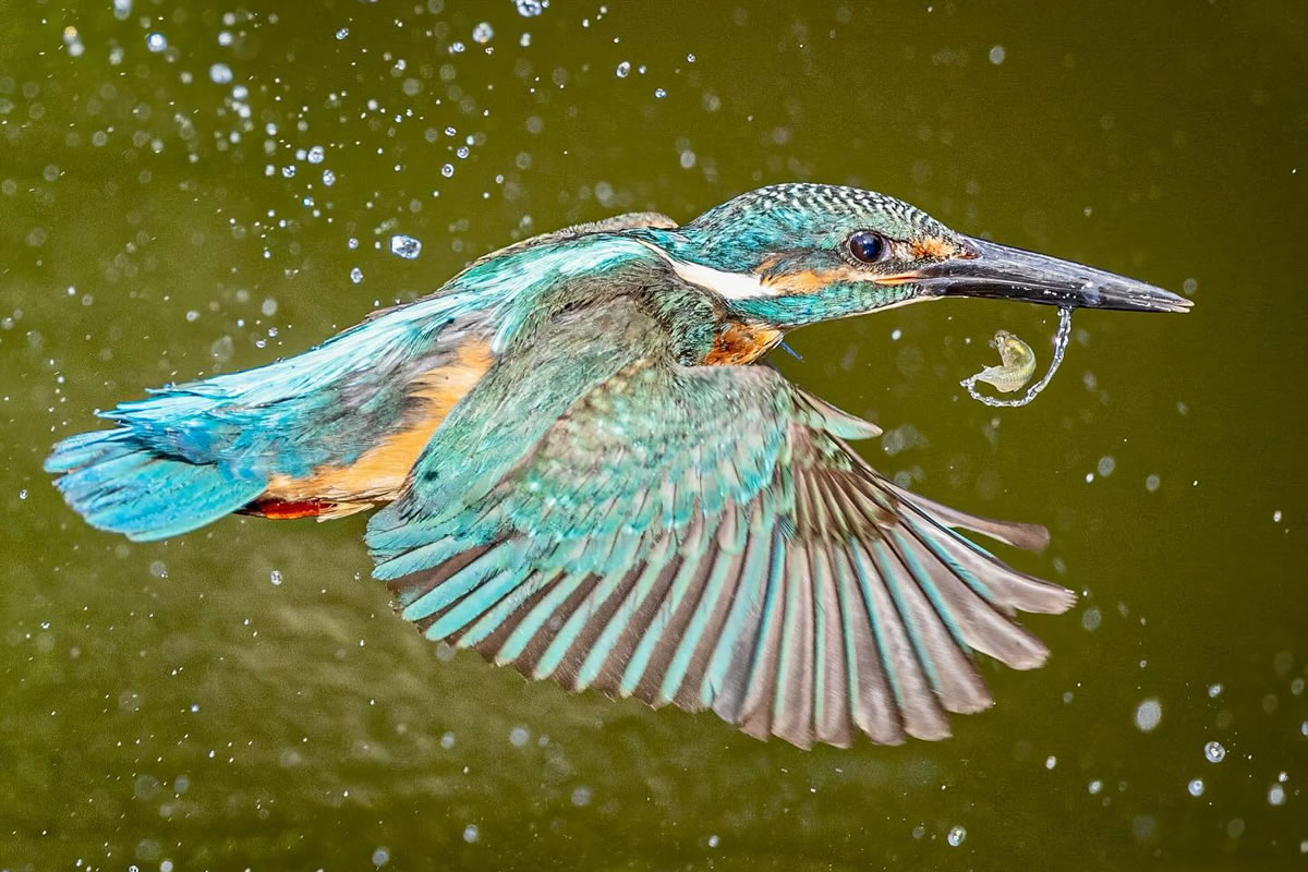 Kingfisher Bird Photography By Ken