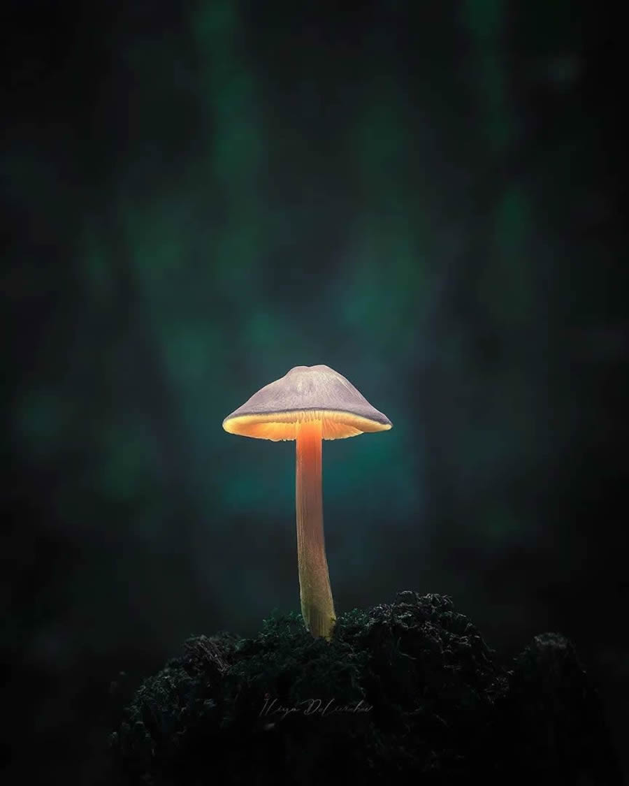 Mesmerizing Macro Photos Of Mushrooms By Iliya Delivichev