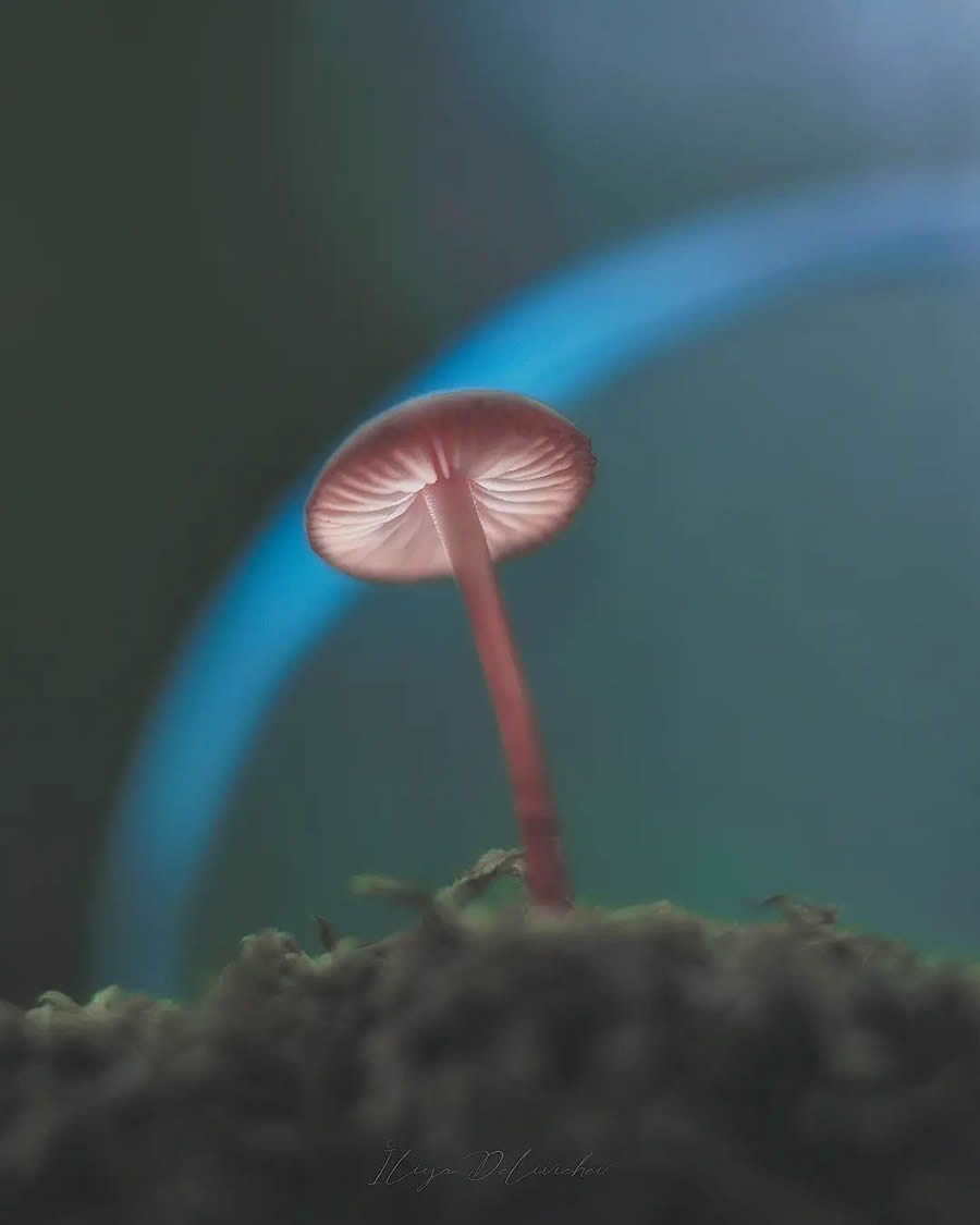 Mesmerizing Macro Photos Of Mushrooms By Iliya Delivichev