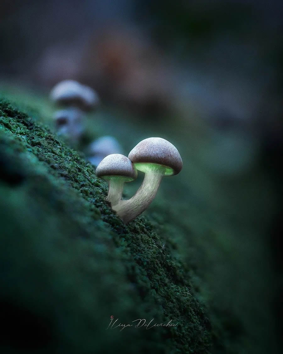 Mesmerizing Macro Photos Of Mushrooms By Iliya Delivichev