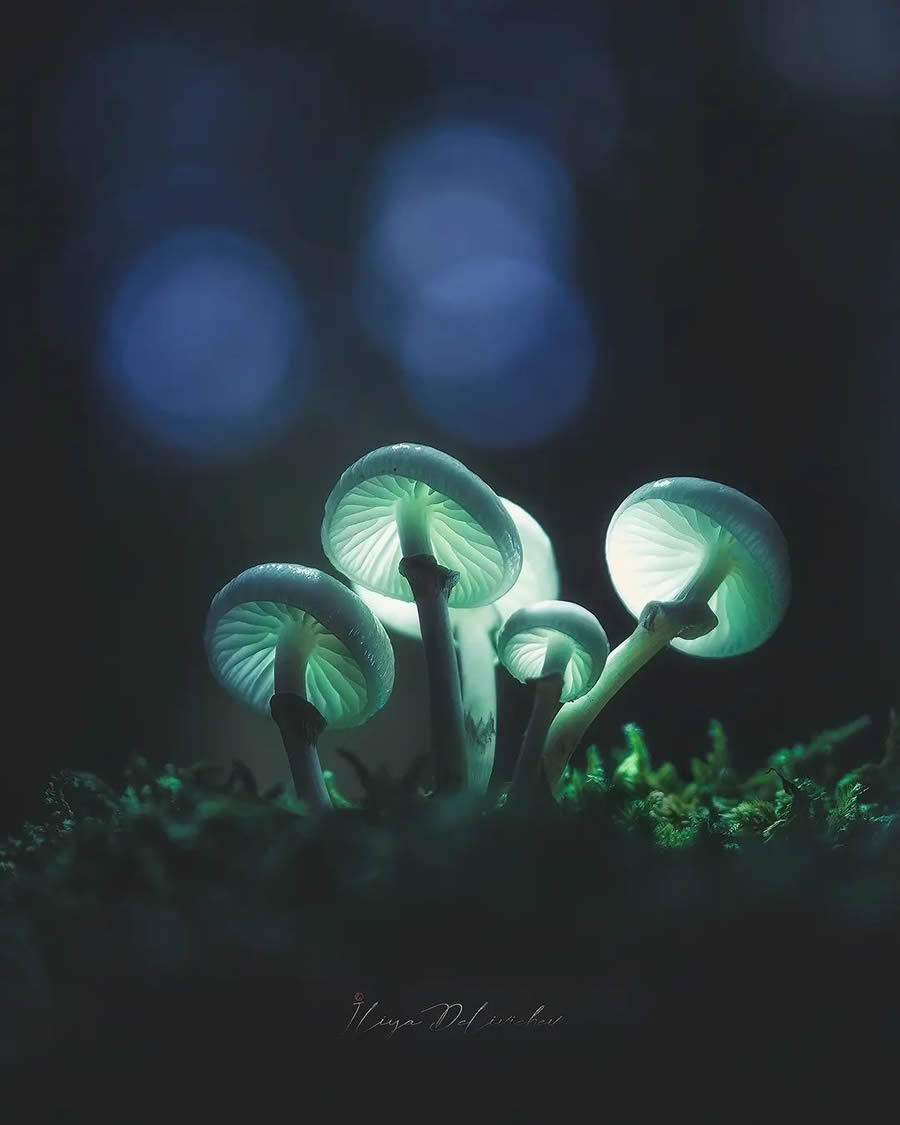 Mesmerizing Macro Photos Of Mushrooms By Iliya Delivichev