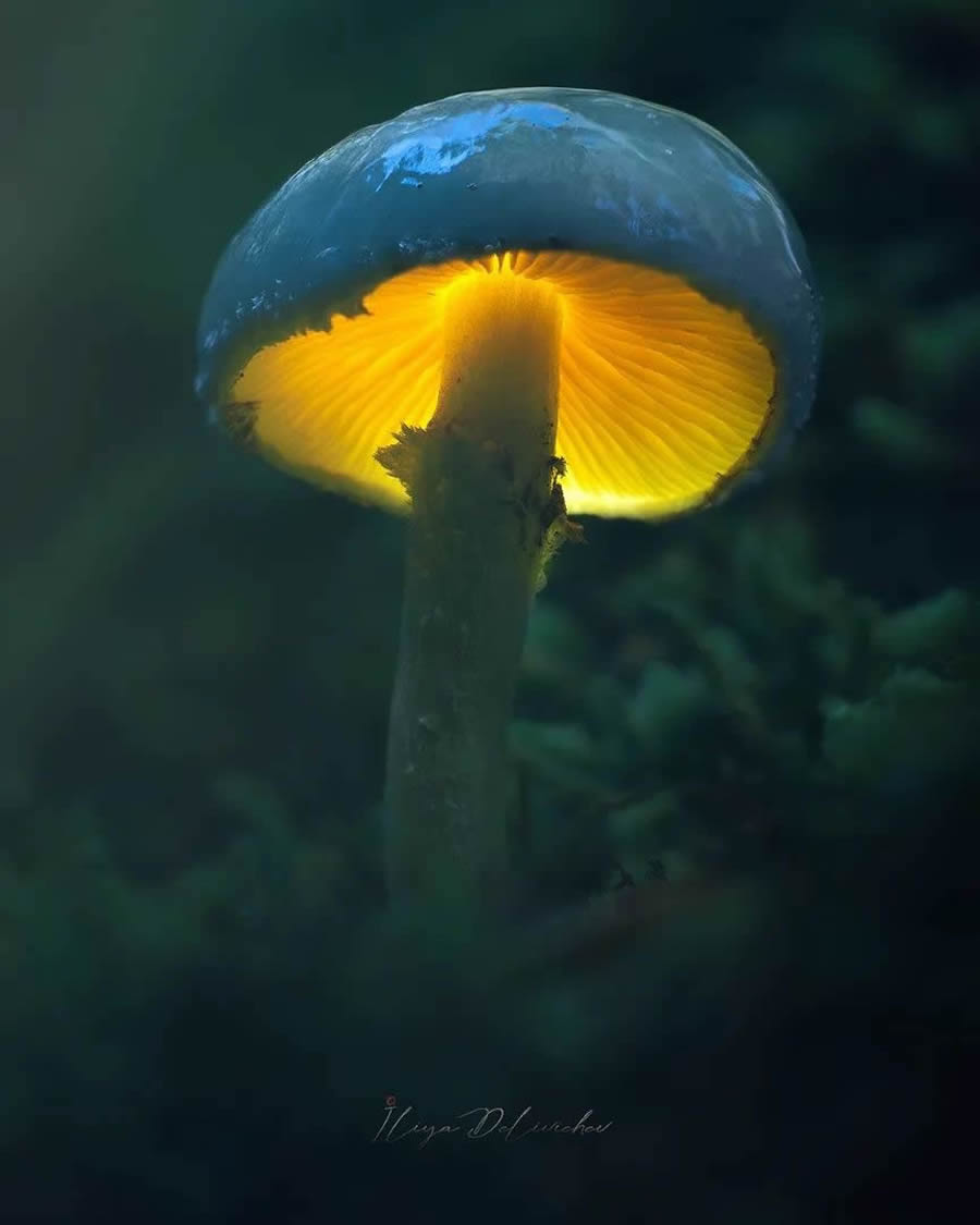 Mesmerizing Macro Photos Of Mushrooms By Iliya Delivichev