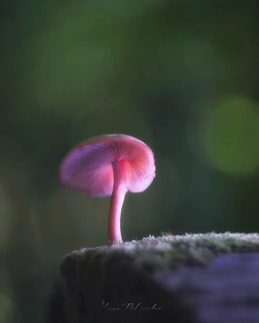 Mesmerizing Macro Photos Of Mushrooms By Iliya Delivichev