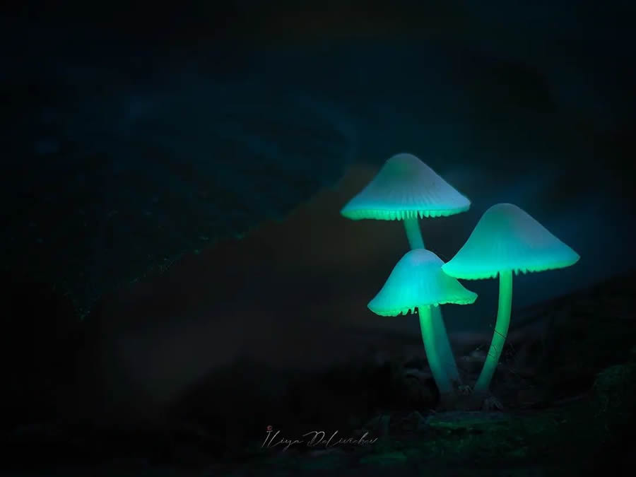 Mesmerizing Macro Photos Of Mushrooms By Iliya Delivichev