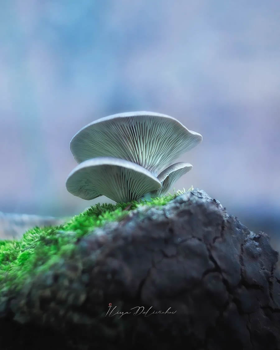 Mesmerizing Macro Photos Of Mushrooms By Iliya Delivichev