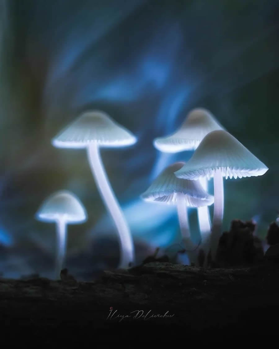 Mesmerizing Macro Photos Of Mushrooms By Iliya Delivichev