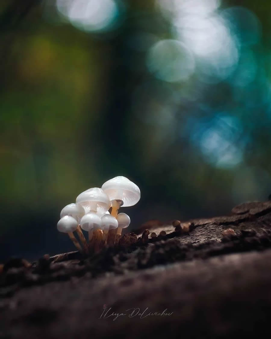 Mesmerizing Macro Photos Of Mushrooms By Iliya Delivichev