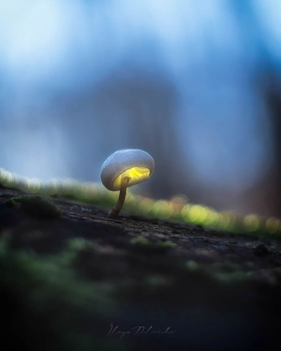 Mesmerizing Macro Photos Of Mushrooms By Iliya Delivichev