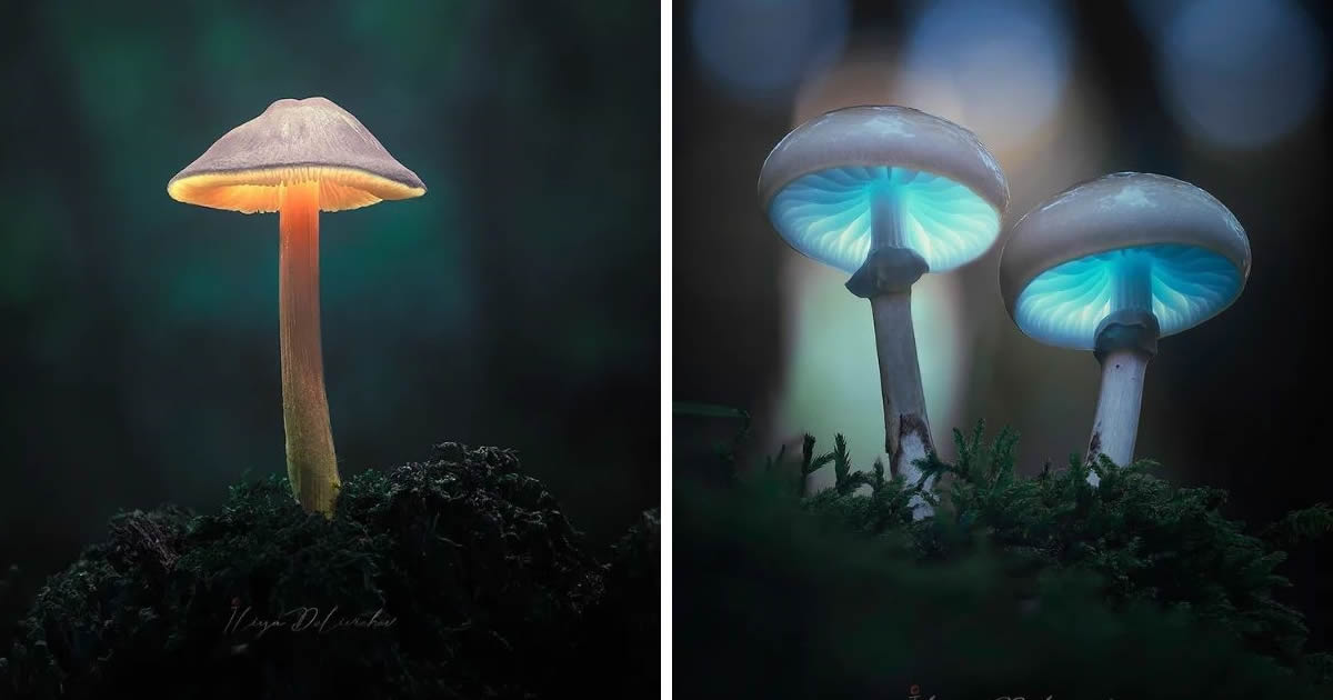 Bulgarian Photographer Iliya Delivichev Captures Mesmerizing Macro Photos Of Mushrooms