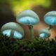 Mesmerizing Macro Photos Of Mushrooms By Iliya Delivichev