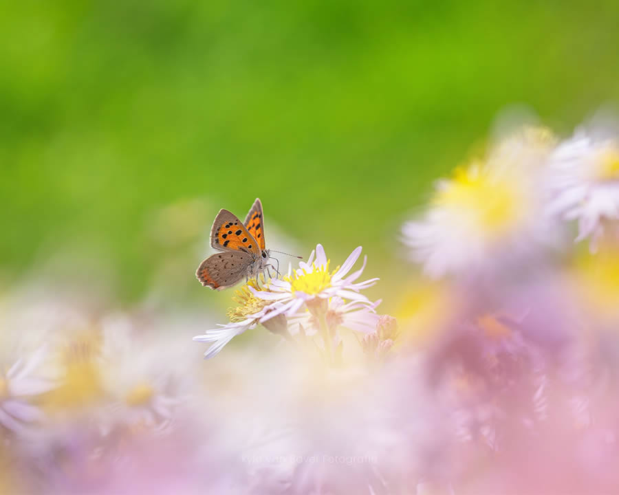 Nature Photographer Kyle van Bavel Captures Mesmerizing Macro Photos Of Flowers And Insects