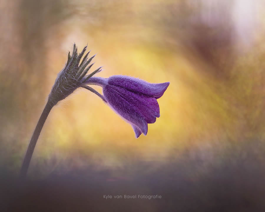 Macro Photography Of Flowers And Insects By Kyle van Bavel