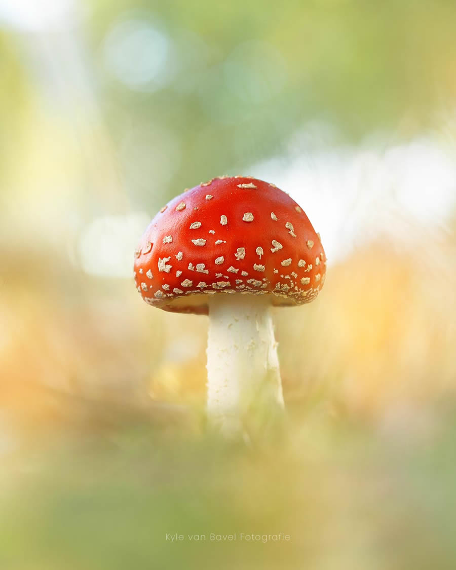 Macro Photography Of Flowers And Insects By Kyle van Bavel