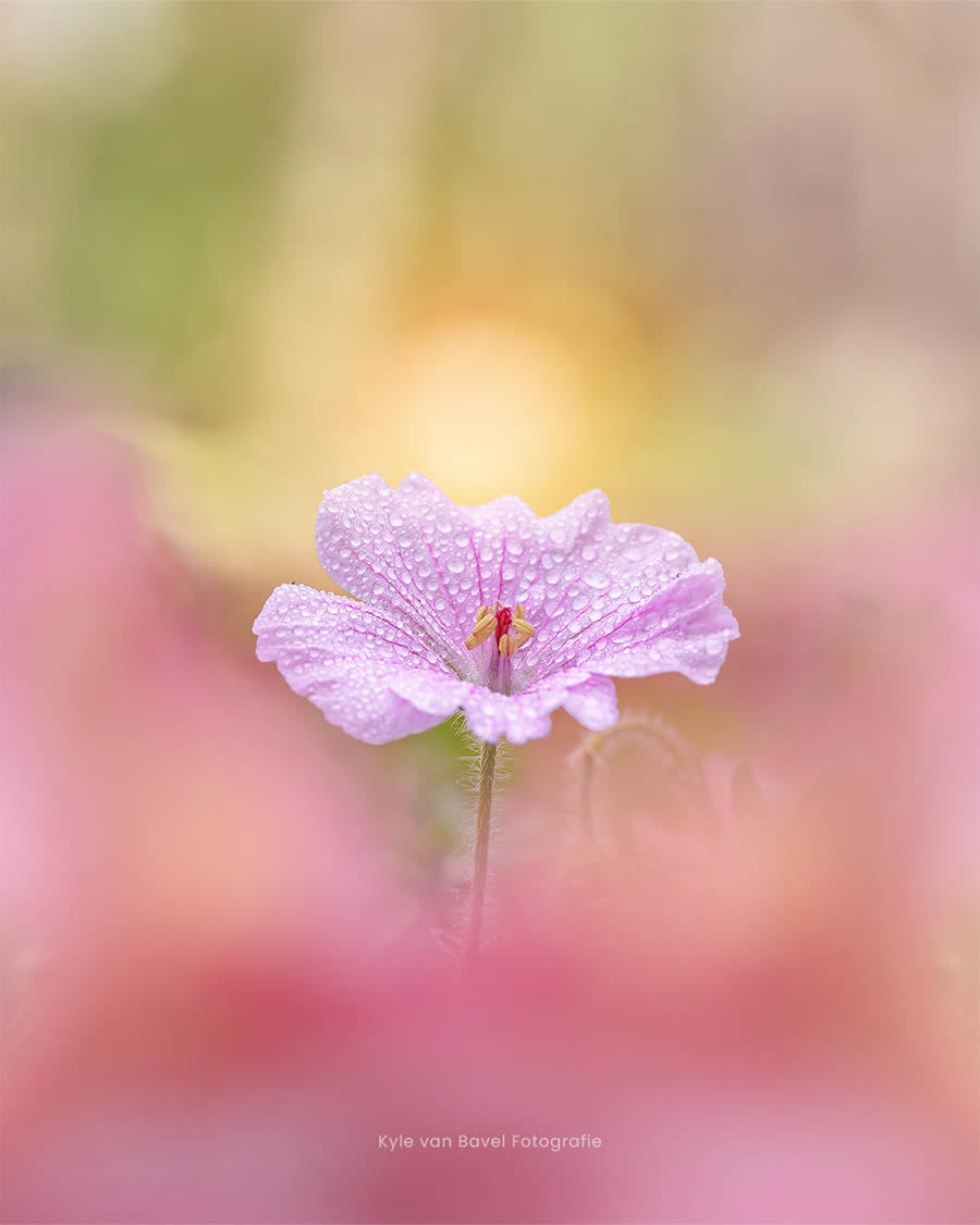 Macro Photography Of Flowers And Insects By Kyle van Bavel