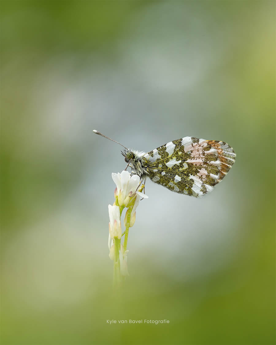 Macro Photography Of Flowers And Insects By Kyle van Bavel