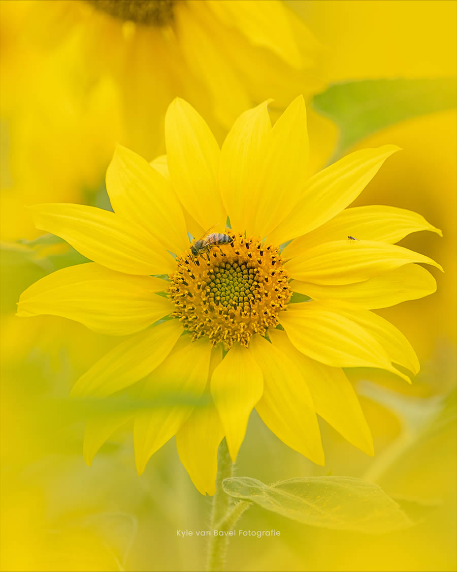 Macro Photography Of Flowers And Insects By Kyle van Bavel