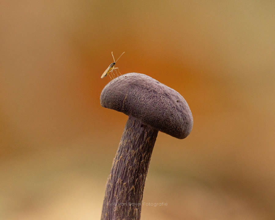 Macro Photography Of Flowers And Insects By Kyle van Bavel