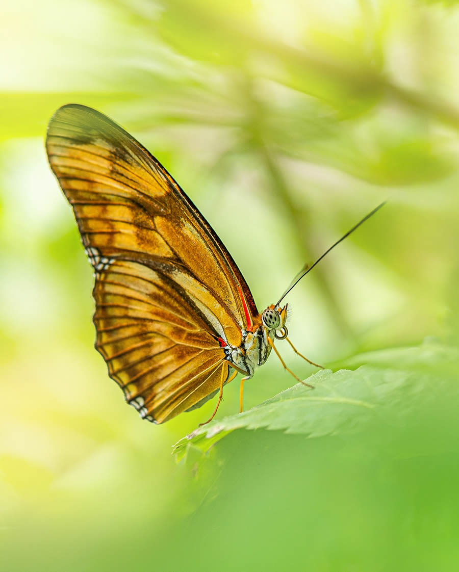 Macro Photography Of Flowers And Insects By Kyle van Bavel