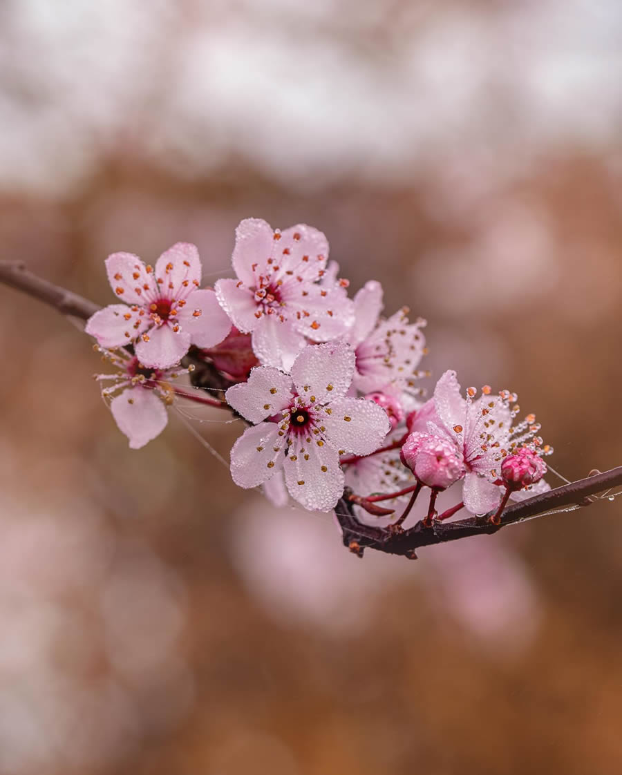 Macro Photography Of Flowers And Insects By Kyle van Bavel