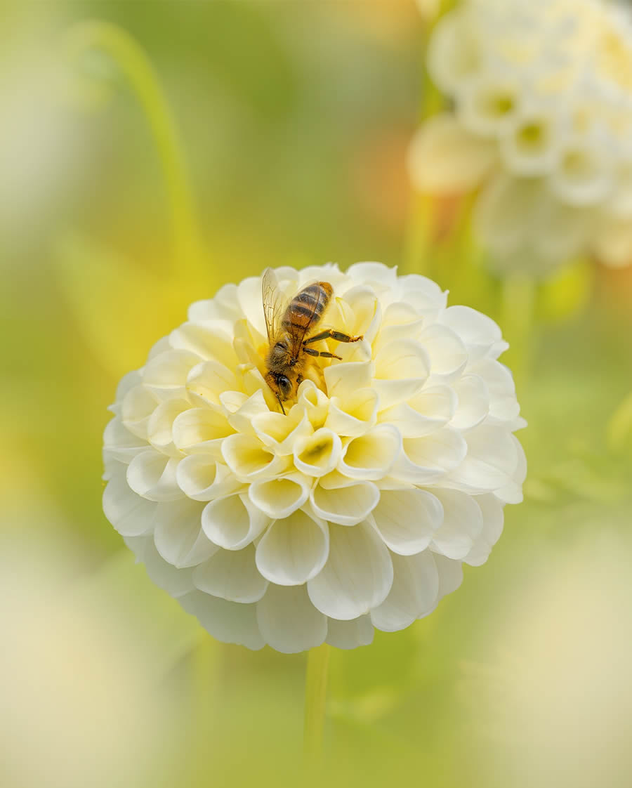 Macro Photography Of Flowers And Insects By Kyle van Bavel