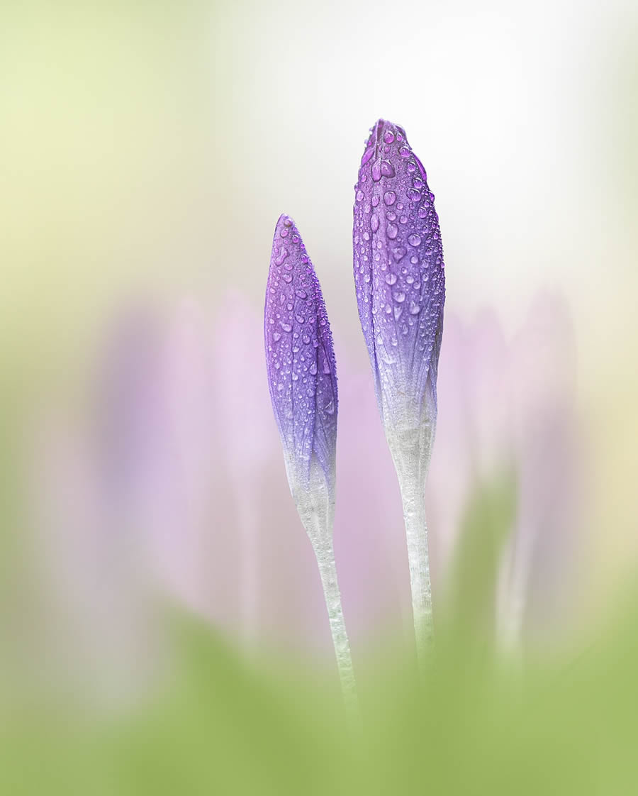 Macro Photography Of Flowers And Insects By Kyle van Bavel