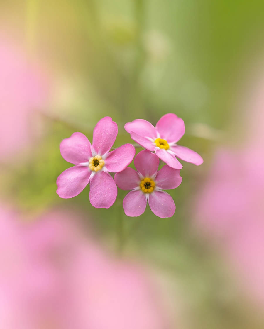 Macro Photography Of Flowers And Insects By Kyle van Bavel