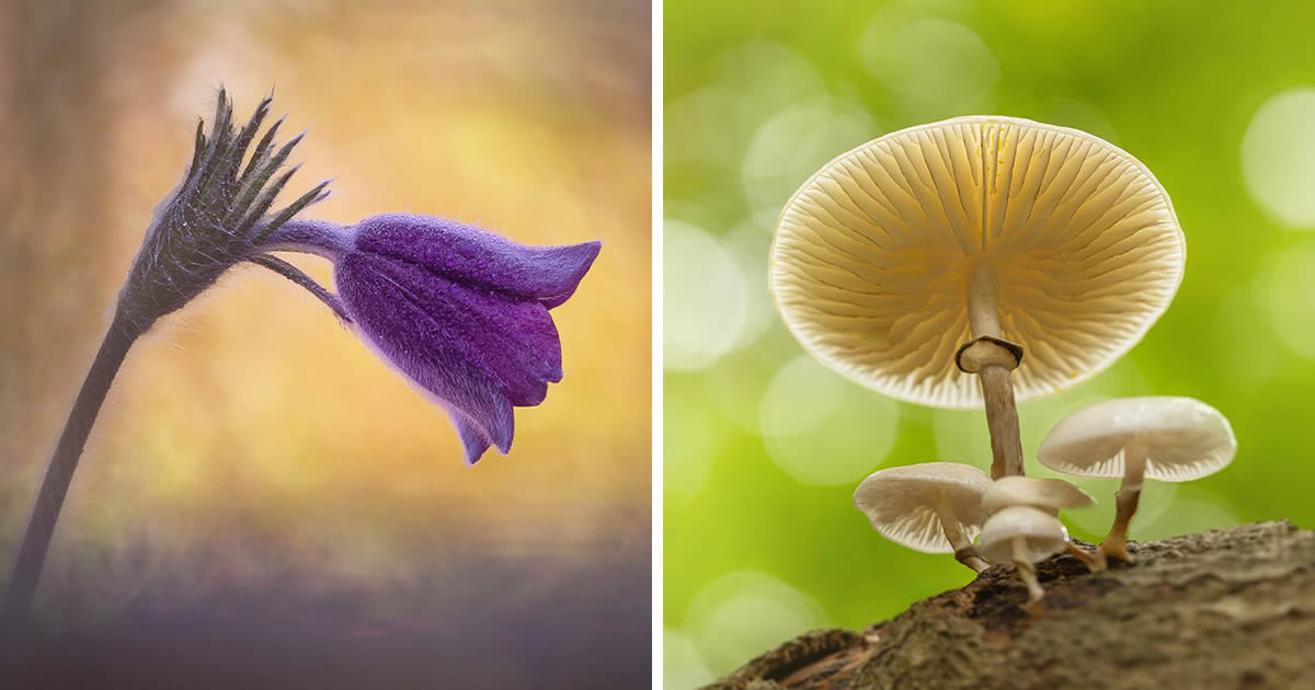 Nature Photographer Kyle van Bavel Captures Mesmerizing Macro Photos Of Flowers And Insects