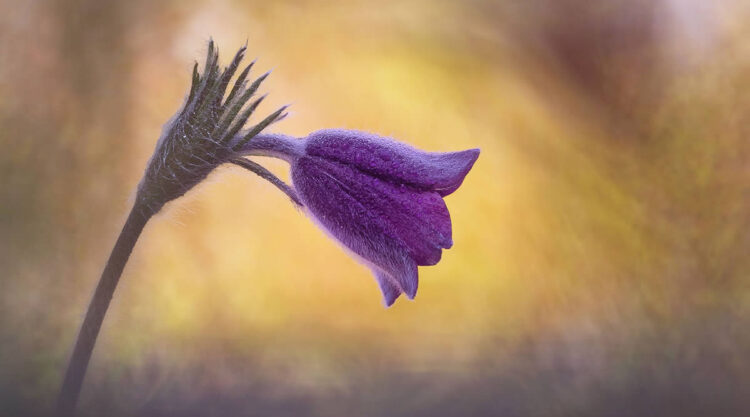 Macro Photography Of Flowers And Insects By Kyle van Bavel