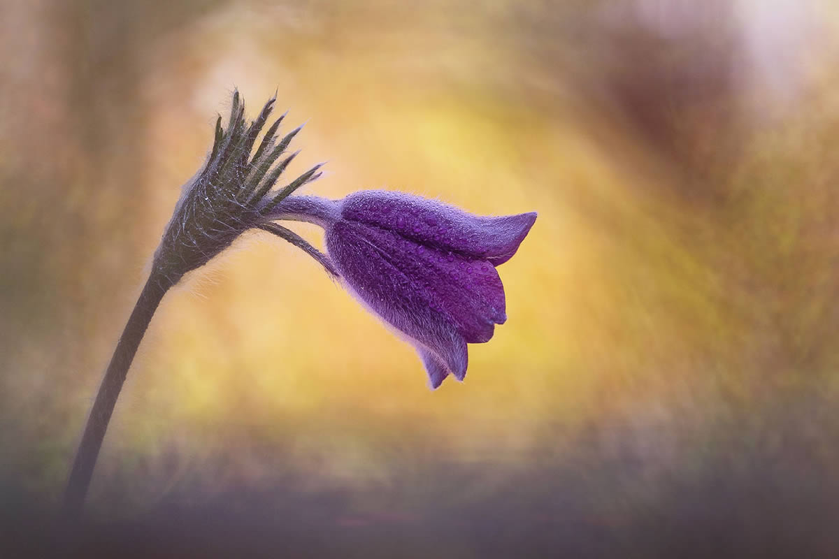 Macro Photography Of Flowers And Insects By Kyle van Bavel