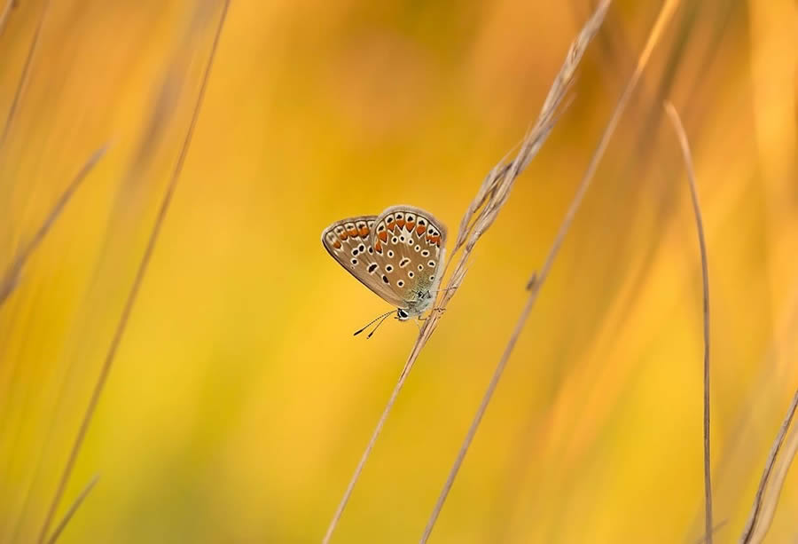 Magical Macro Photos Of Flowers And Butterflies By Kasia Pietraszko