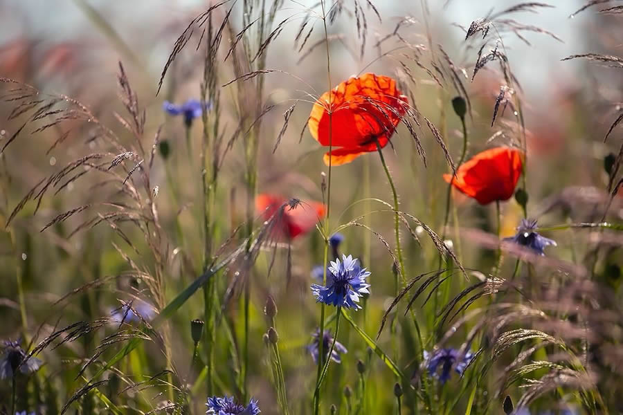 Magical Macro Photos Of Flowers And Butterflies By Kasia Pietraszko