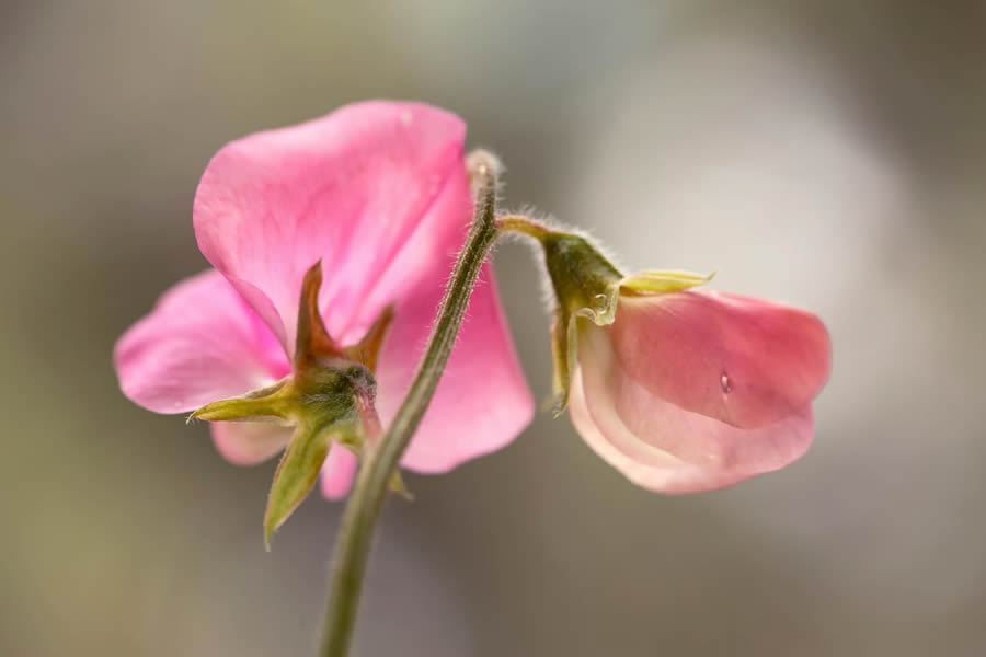 Magical Macro Photos Of Flowers And Butterflies By Kasia Pietraszko