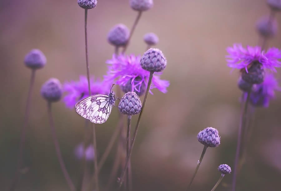 Magical Macro Photos Of Flowers And Butterflies By Kasia Pietraszko