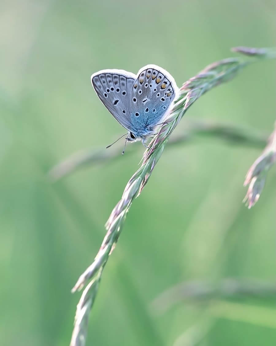 Magical Macro Photos Of Flowers And Butterflies By Kasia Pietraszko