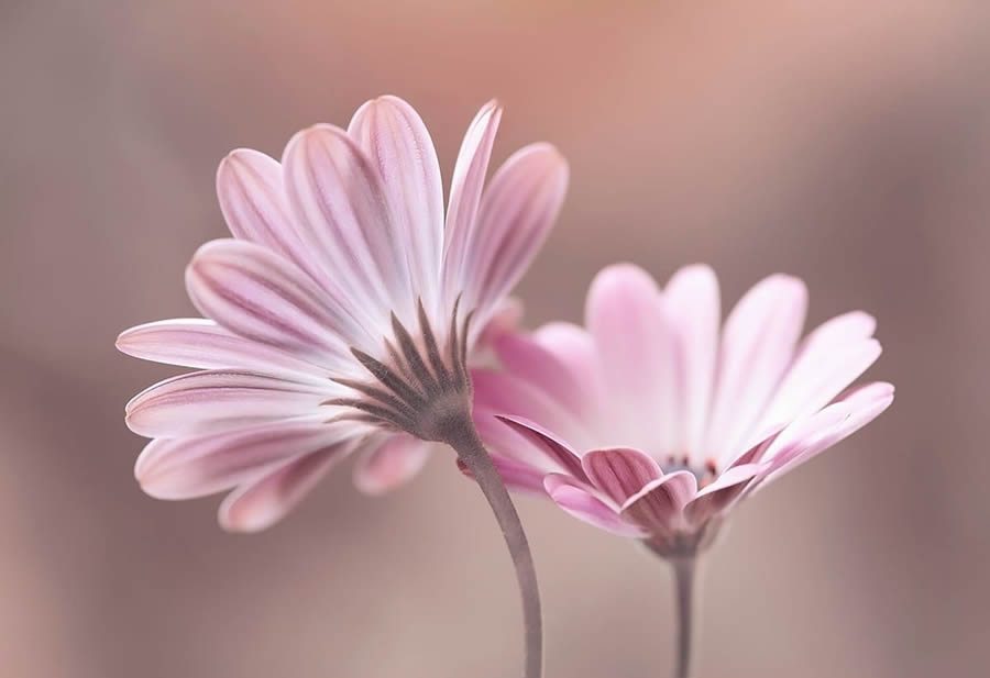 Magical Macro Photos Of Flowers And Butterflies By Kasia Pietraszko