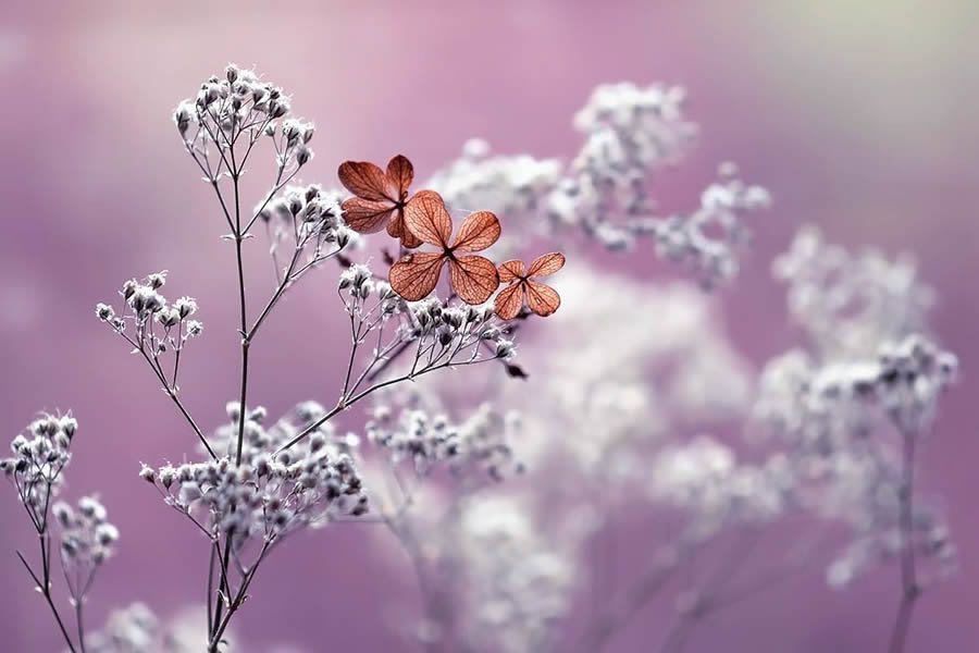 Magical Macro Photos Of Flowers And Butterflies By Kasia Pietraszko