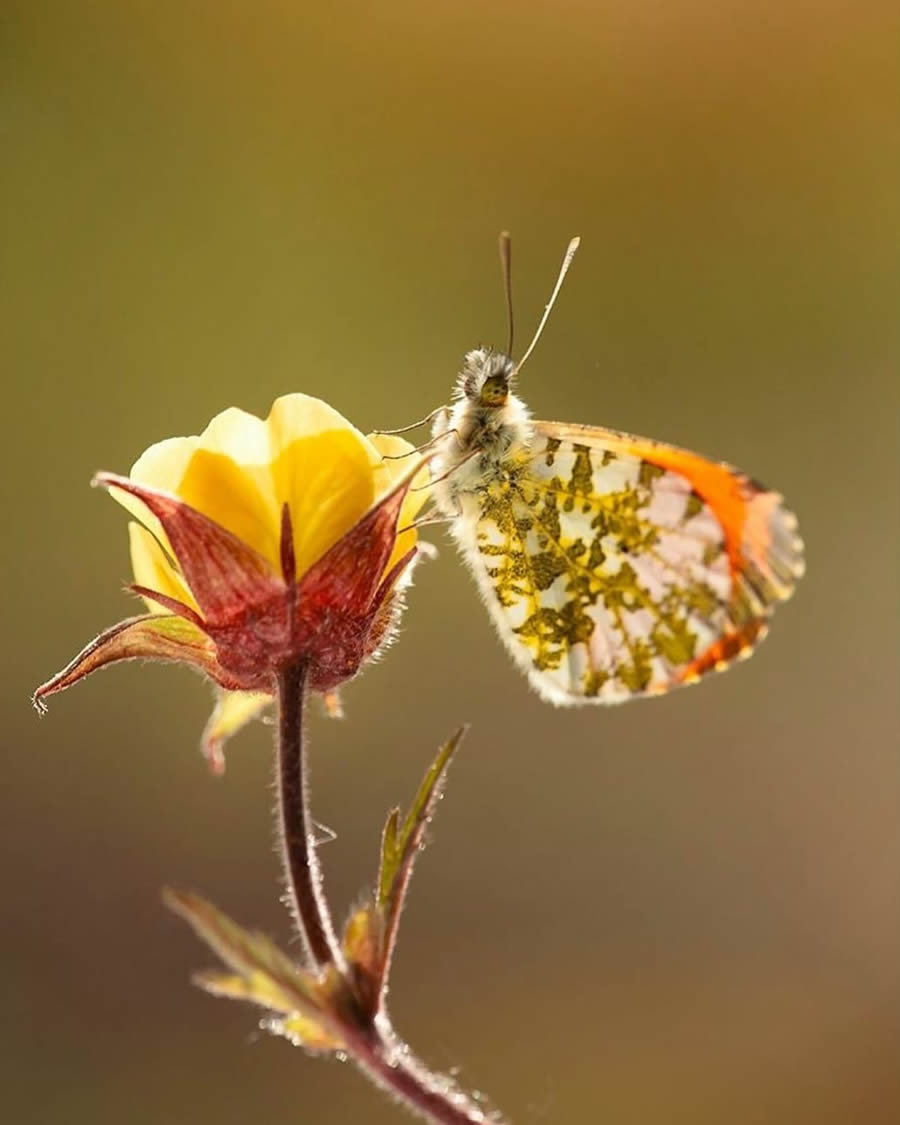 Magical Macro Photos Of Flowers And Butterflies By Kasia Pietraszko